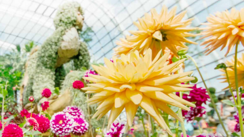 Gardens by the bay
