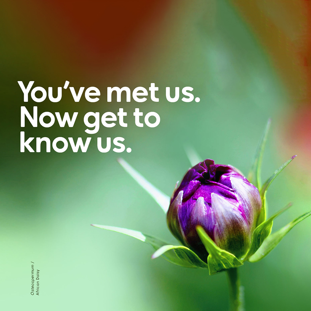 Members Early Renewal Promotion