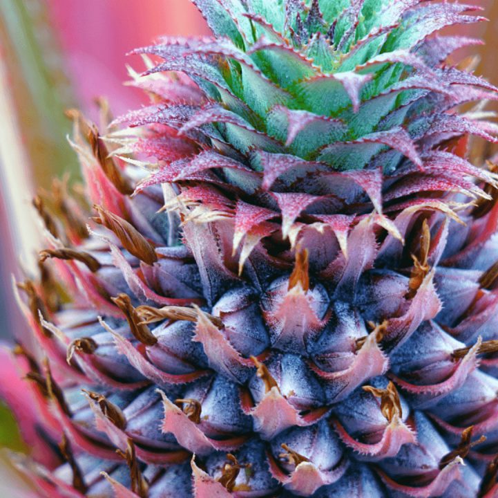 Bromeliads In The Gardens