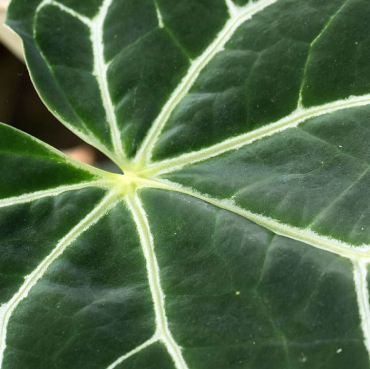Crystal Anthurium <br> <i> (Anthurium crystallinum) </i>