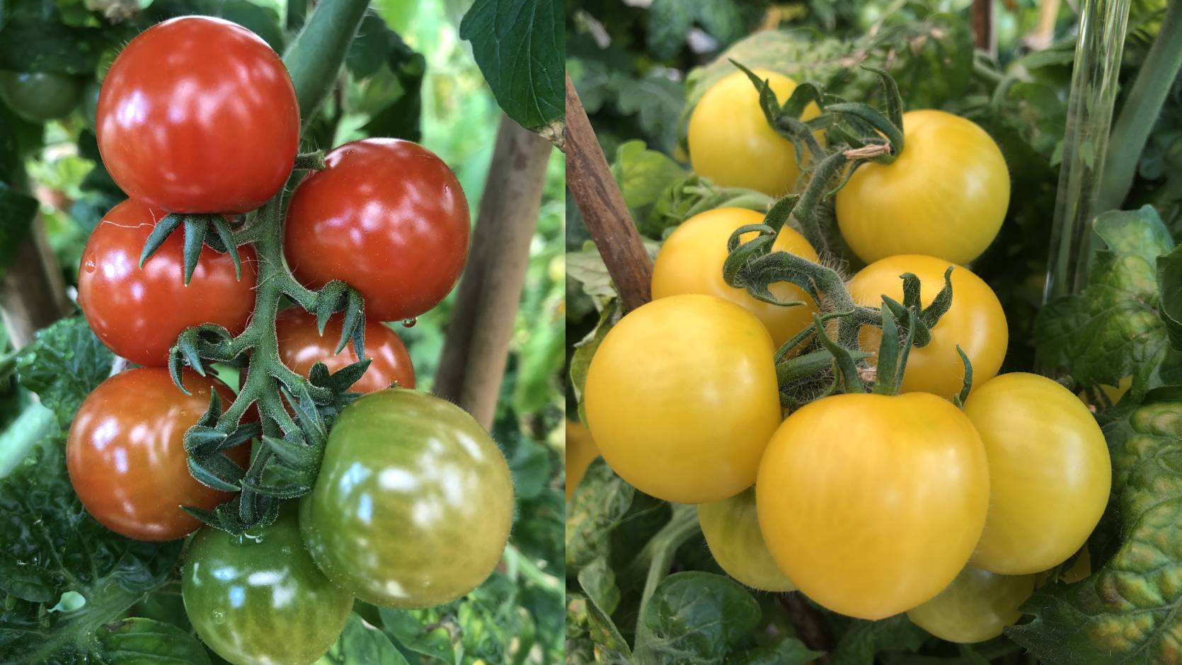 Growing Great Tomatoes!