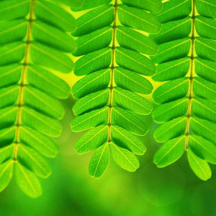 Plants Can Move