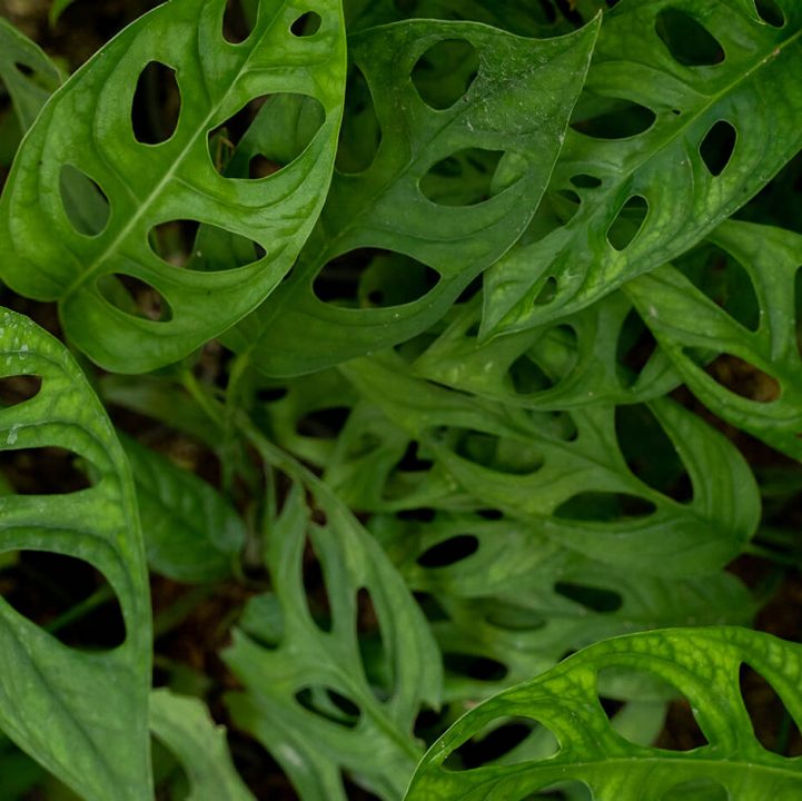 Swiss Cheese Plant <br> <i> (Monstera Adansonii) </i>