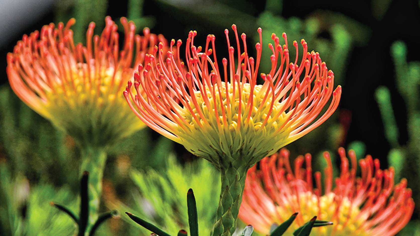 South African Garden