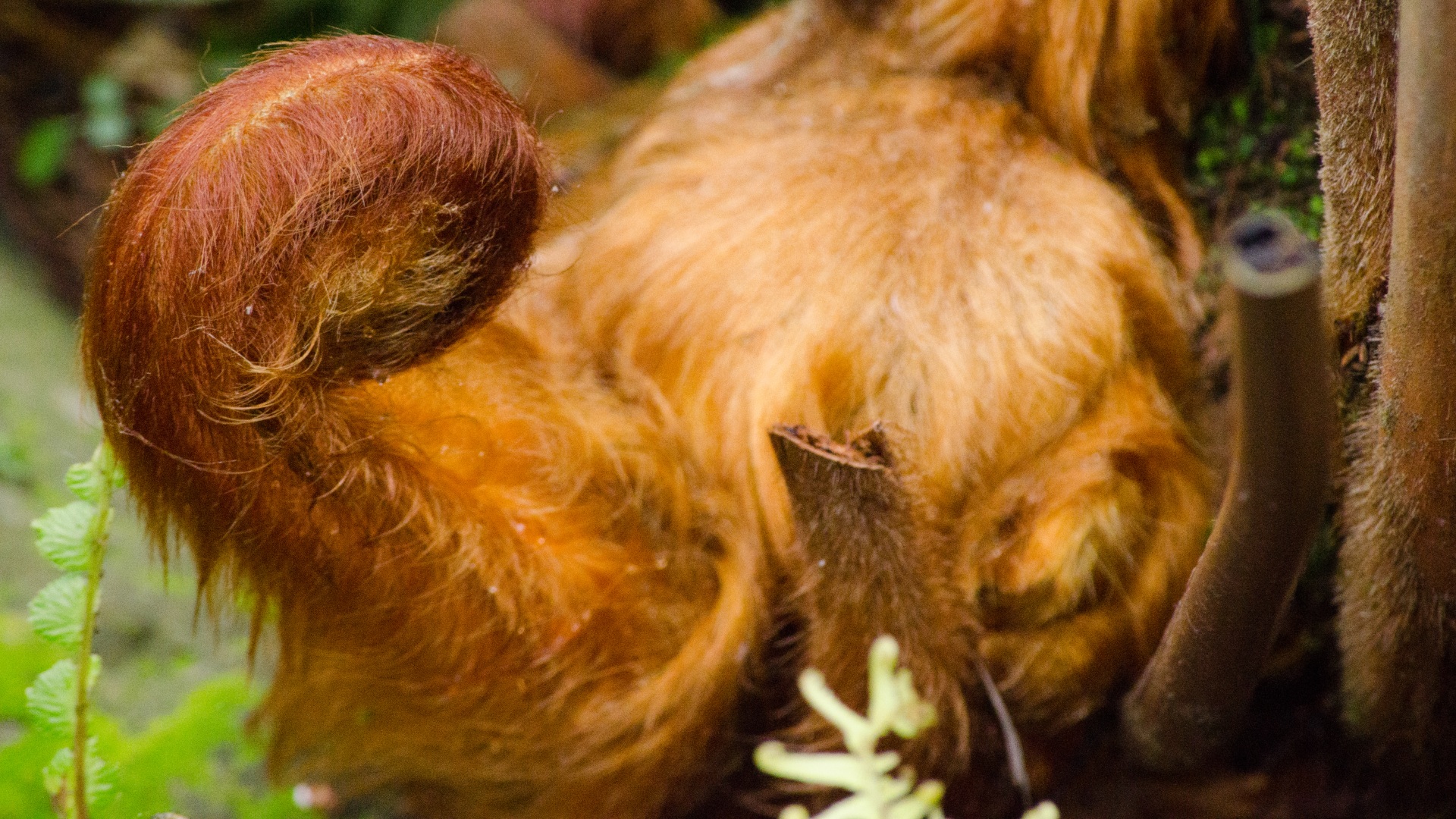 <i>Cibotium barometz</i> (Golden Chicken Fern)