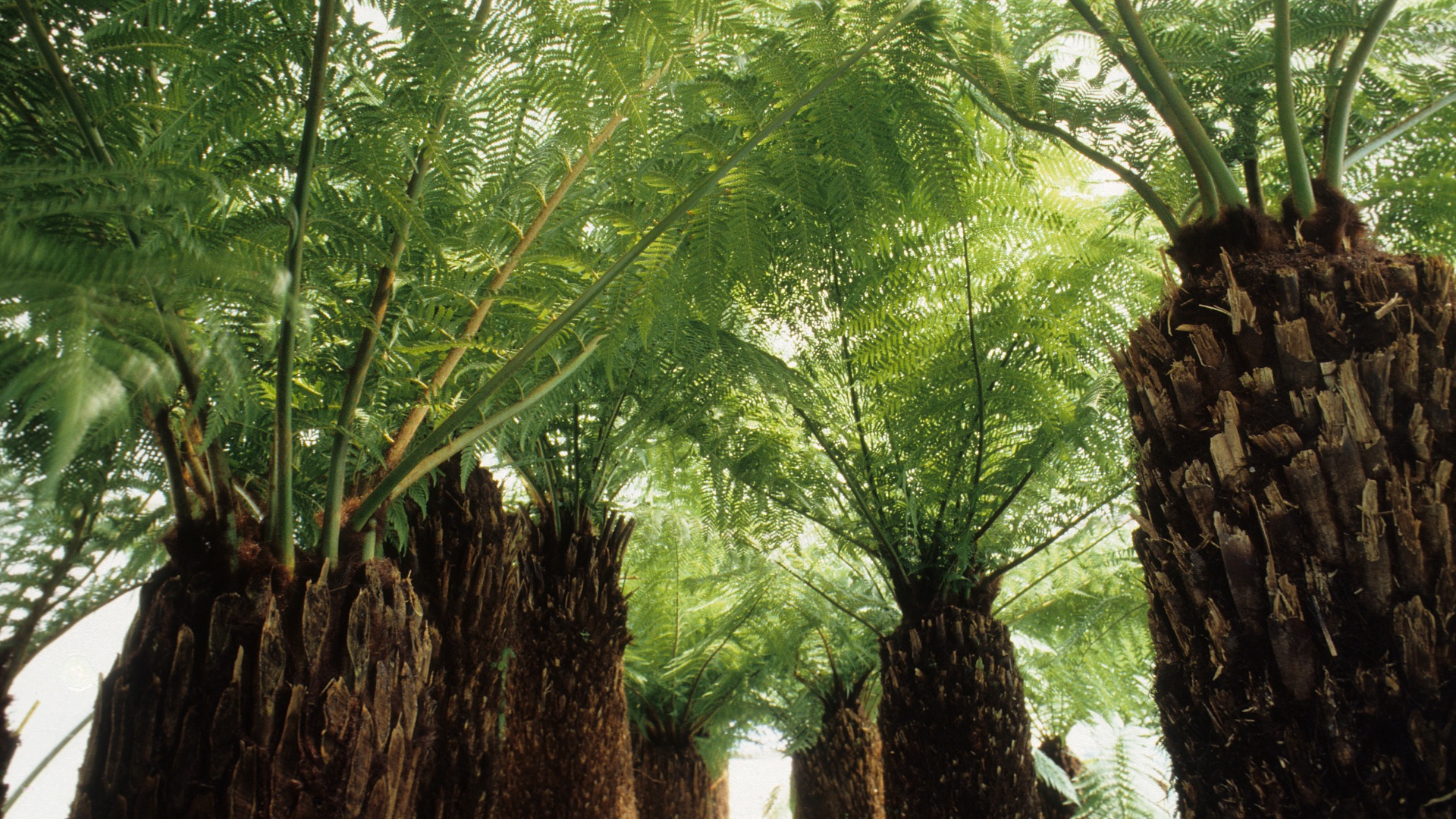 <i>Dicksonia antarctica</i> (Tasmanian Tree Fern)