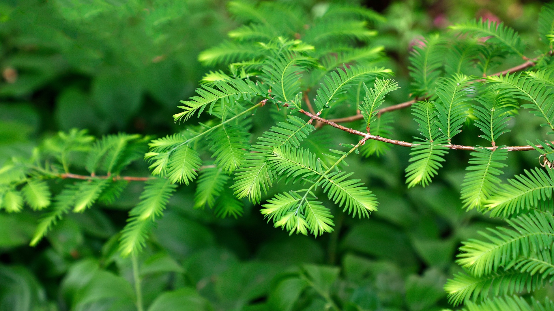 <i>Metasequoia glyptostroboides</i> (Dawn Redwood)