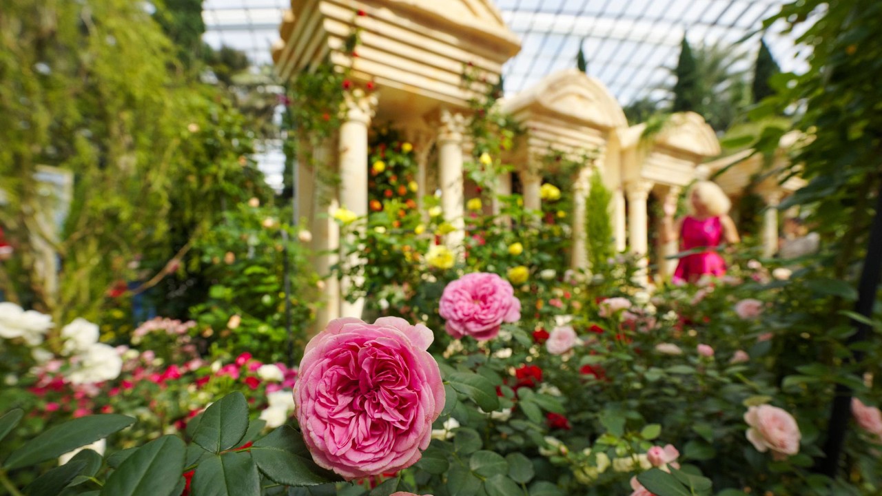 Rosa ‘Leonardo Da Vinci’ with its more than 90 petals is one of the highlight roses  to see in the Rose Romance floral display.